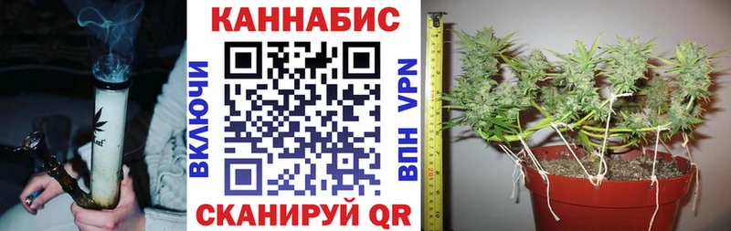 Конопля гибрид  Белорецк 